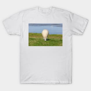 Sheep on a dyke, North Sea resort of Dangast, Varel-Dangast T-Shirt